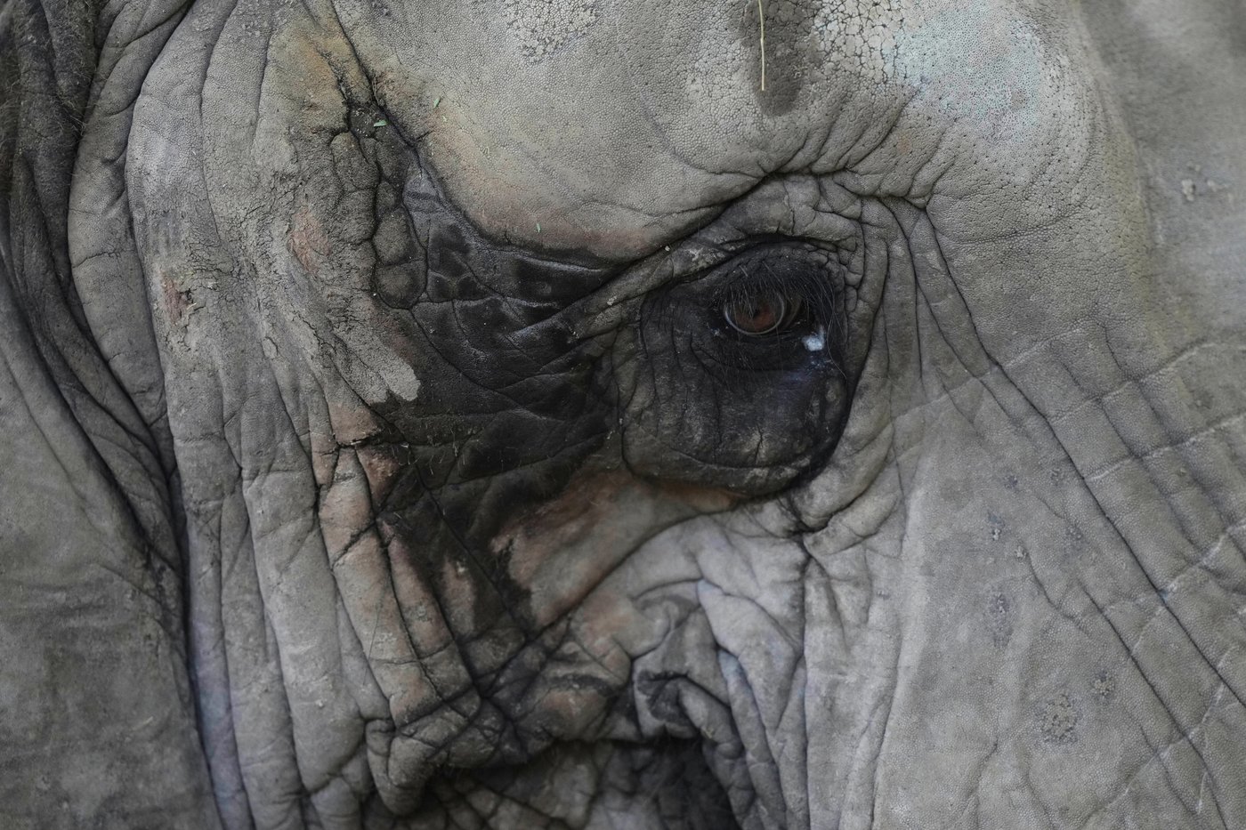 Pupy the elephant heads to a vast Brazilian sanctuary after 30 years in an Argentine zoo | iNFOnews.ca Pupy the elephant heads to a vast Brazilian sanctuary after 30 years in an Argentine zoo | iNFOnews.ca
