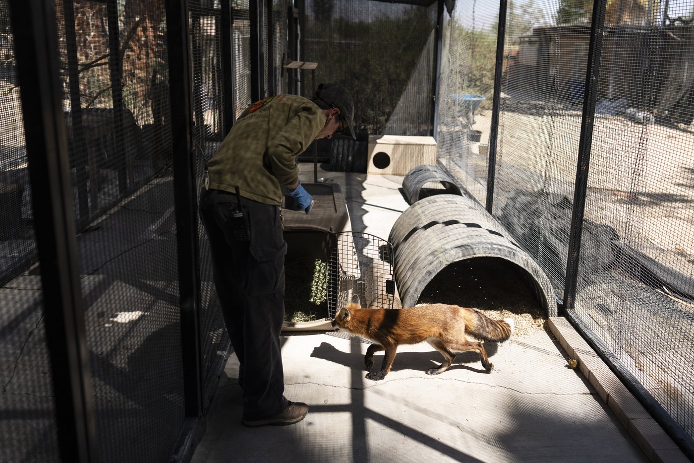 As fire raged nearby, a tiny town's zoo animals were driven to safety | iNFOnews.ca