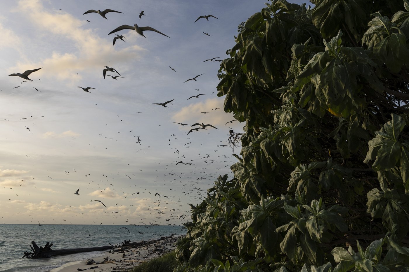 Palau’s vibrant Helen Reef is a magnet for poachers. These rangers keep it safe | iNFOnews.ca