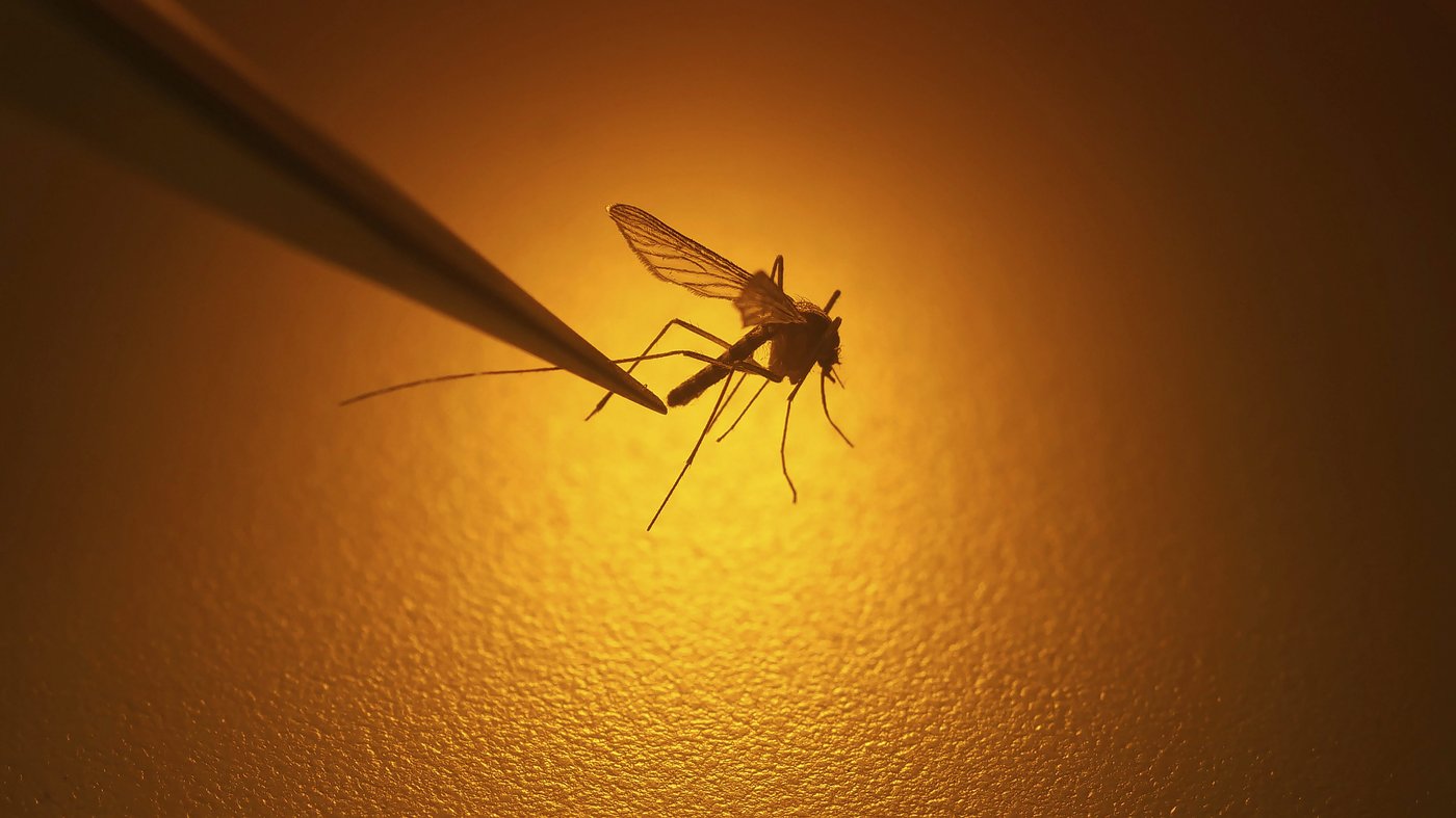 First human case of West Nile virus acquired in Canada this year confirmed | iNFOnews.ca