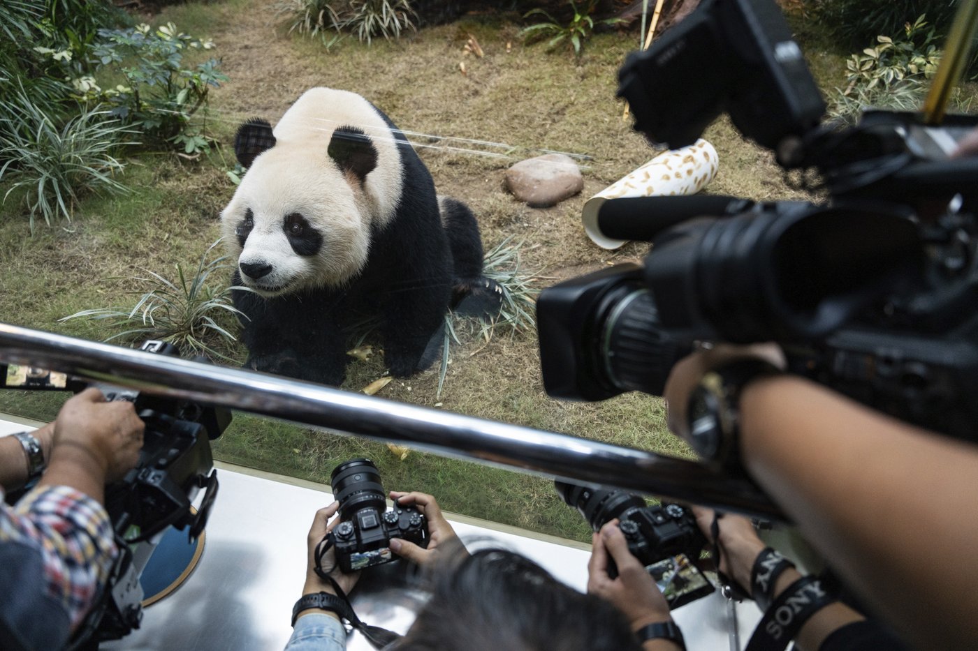 Hong Kong launches panda sculpture tour as the city hopes the bear craze boosts tourism | iNFOnews.ca