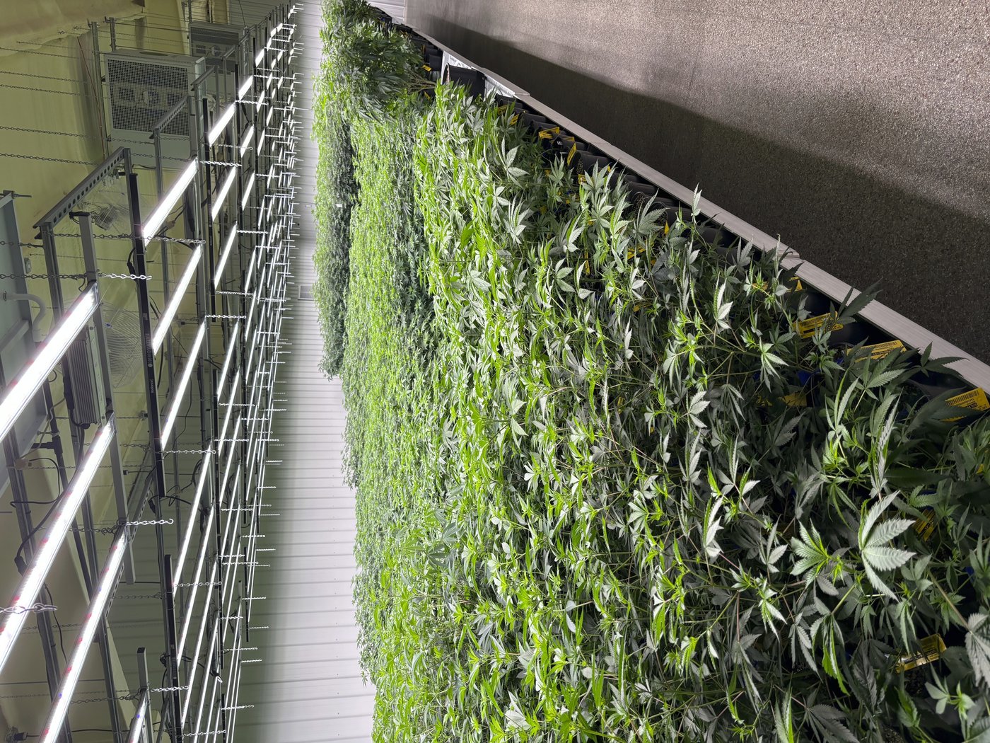 An Alabama judge appoints a mediator in a long-running medical marijuana dispute | iNFOnews.ca