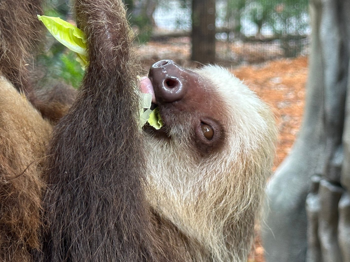Golden lion tamarins and sloths become unlikely roommates at Palm Beach Zoo | iNFOnews.ca Golden lion tamarins and sloths become unlikely roommates at Palm Beach Zoo | iNFOnews.ca
