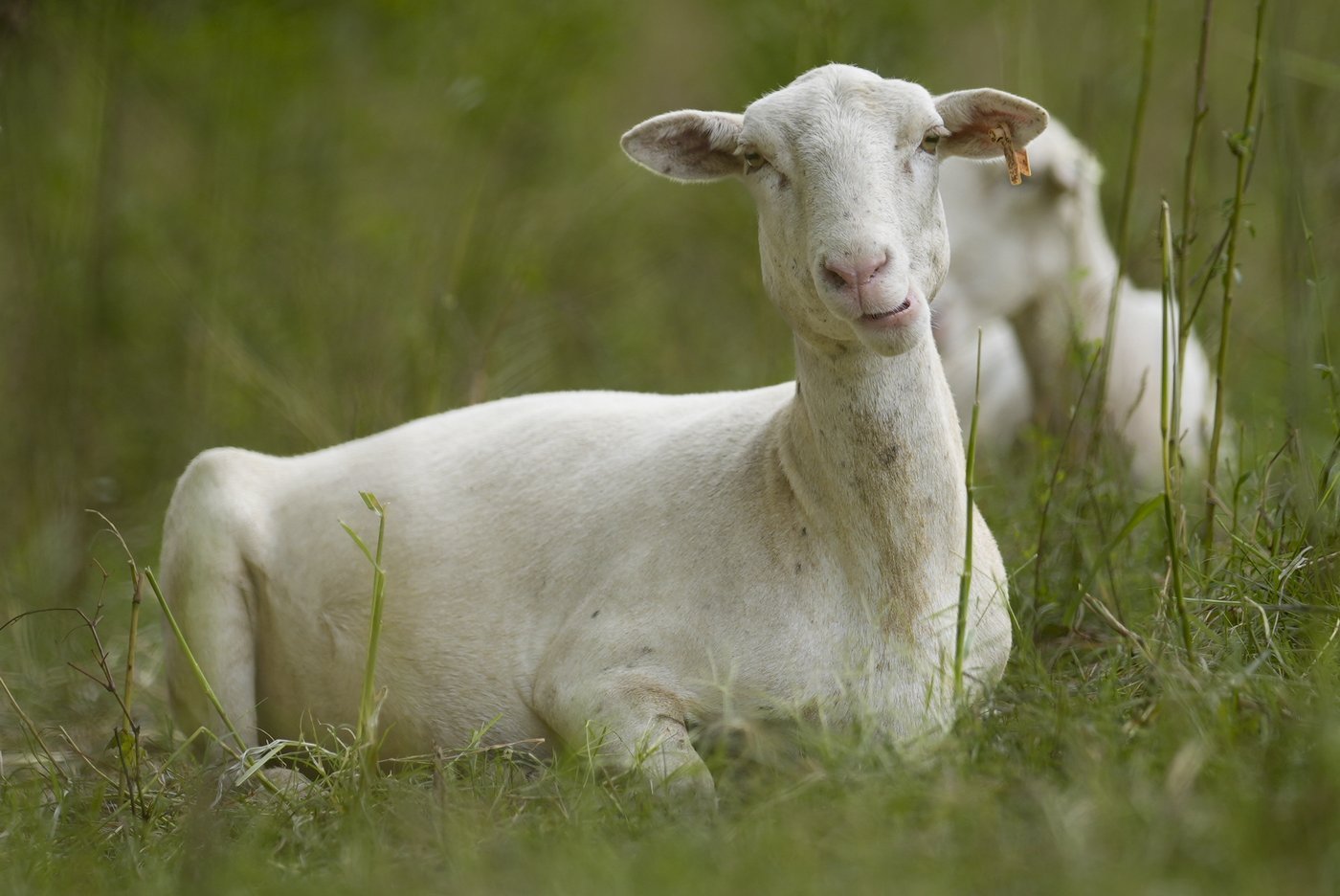 Cities are using sheep to graze in urban landscapes and people love it | iNFOnews.ca