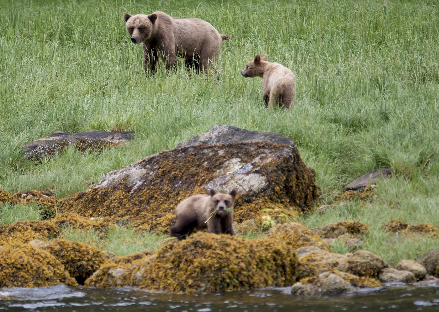 Two charged in July death of grizzly bear on Texada Island in B.C. | iNFOnews.ca Two charged in July death of grizzly bear on Texada Island in B.C. | iNFOnews.ca