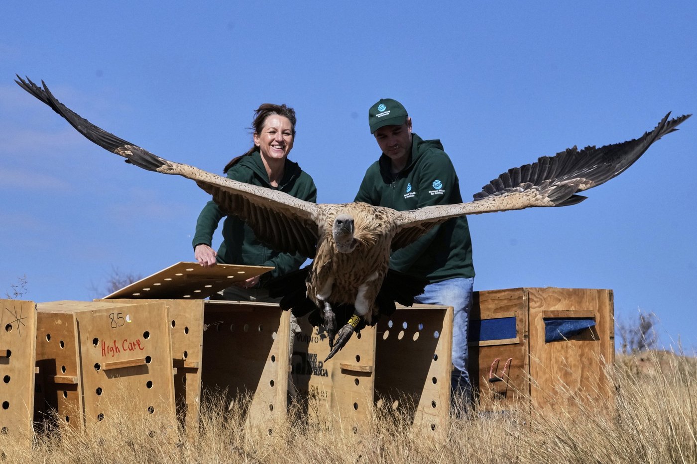 Conservationists release rehabilitated vultures back into the wild on South African mountain | iNFOnews.ca Conservationists release rehabilitated vultures back into the wild on South African mountain | iNFOnews.ca