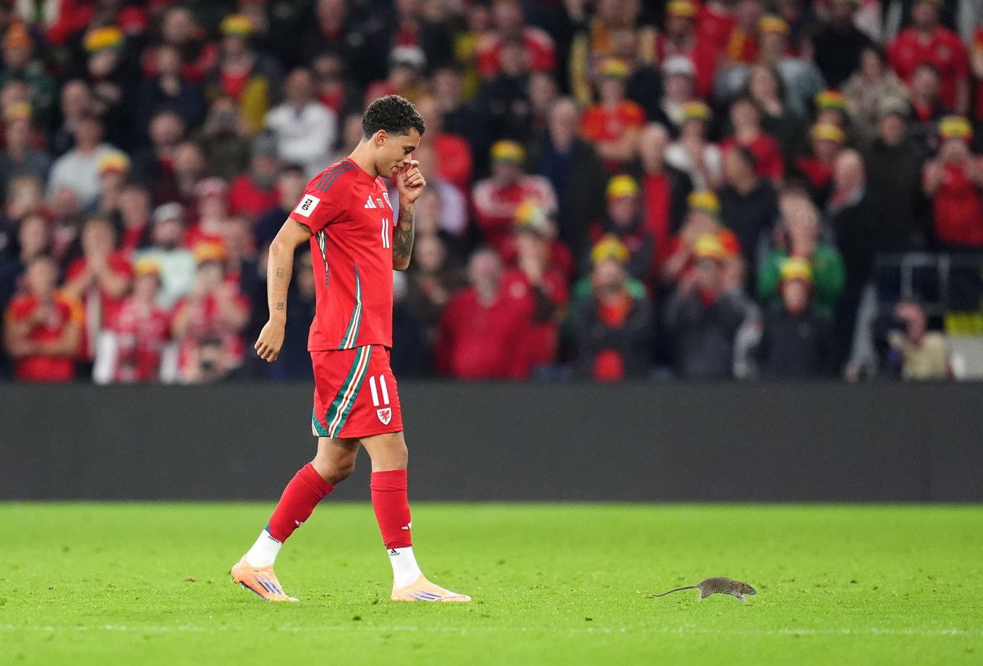 A rat briefly delays World Cup qualifier between Wales and Belgium | iNFOnews.ca
