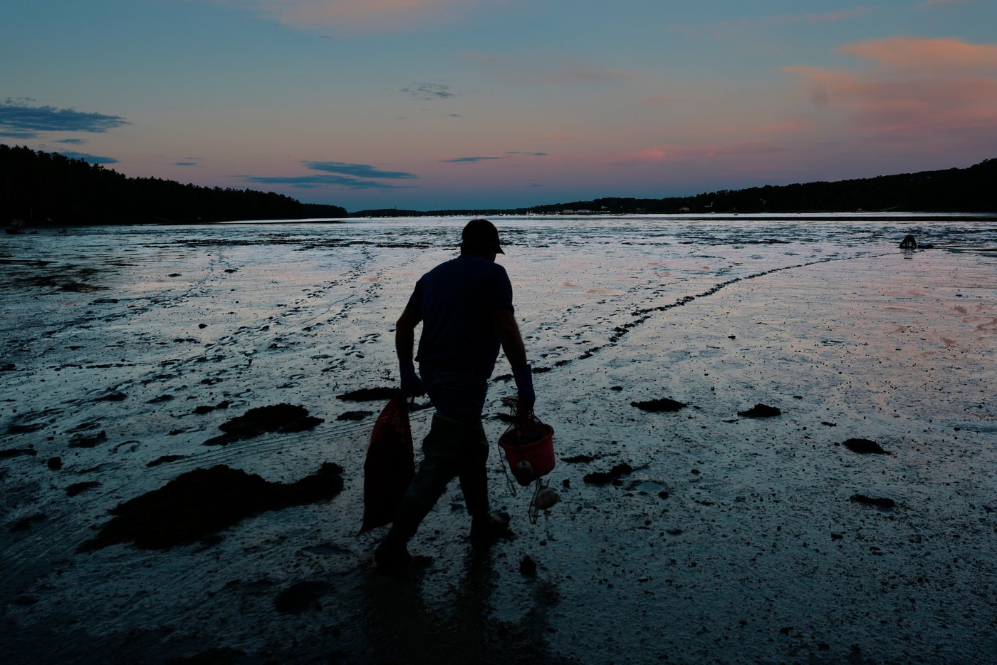 Invasive green crabs are bad for the environment, so New Englanders are starting to eat more of them | iNwine Invasive green crabs are bad for the environment, so New Englanders are starting to eat more of them | iNwine