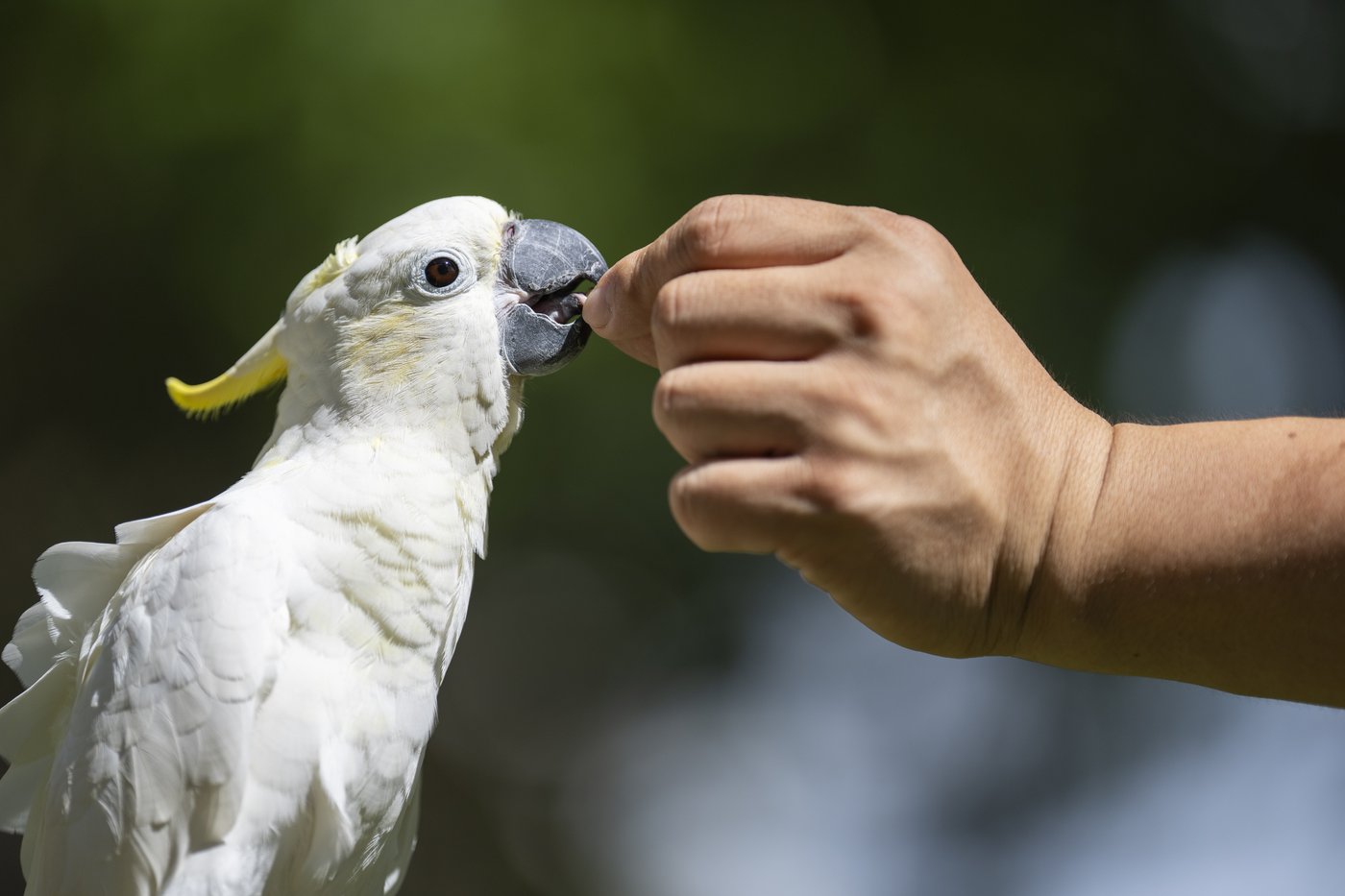 One of the rarest birds in the world finds a city sanctuary in Hong Kong | iNFOnews.ca One of the rarest birds in the world finds a city sanctuary in Hong Kong | iNFOnews.ca