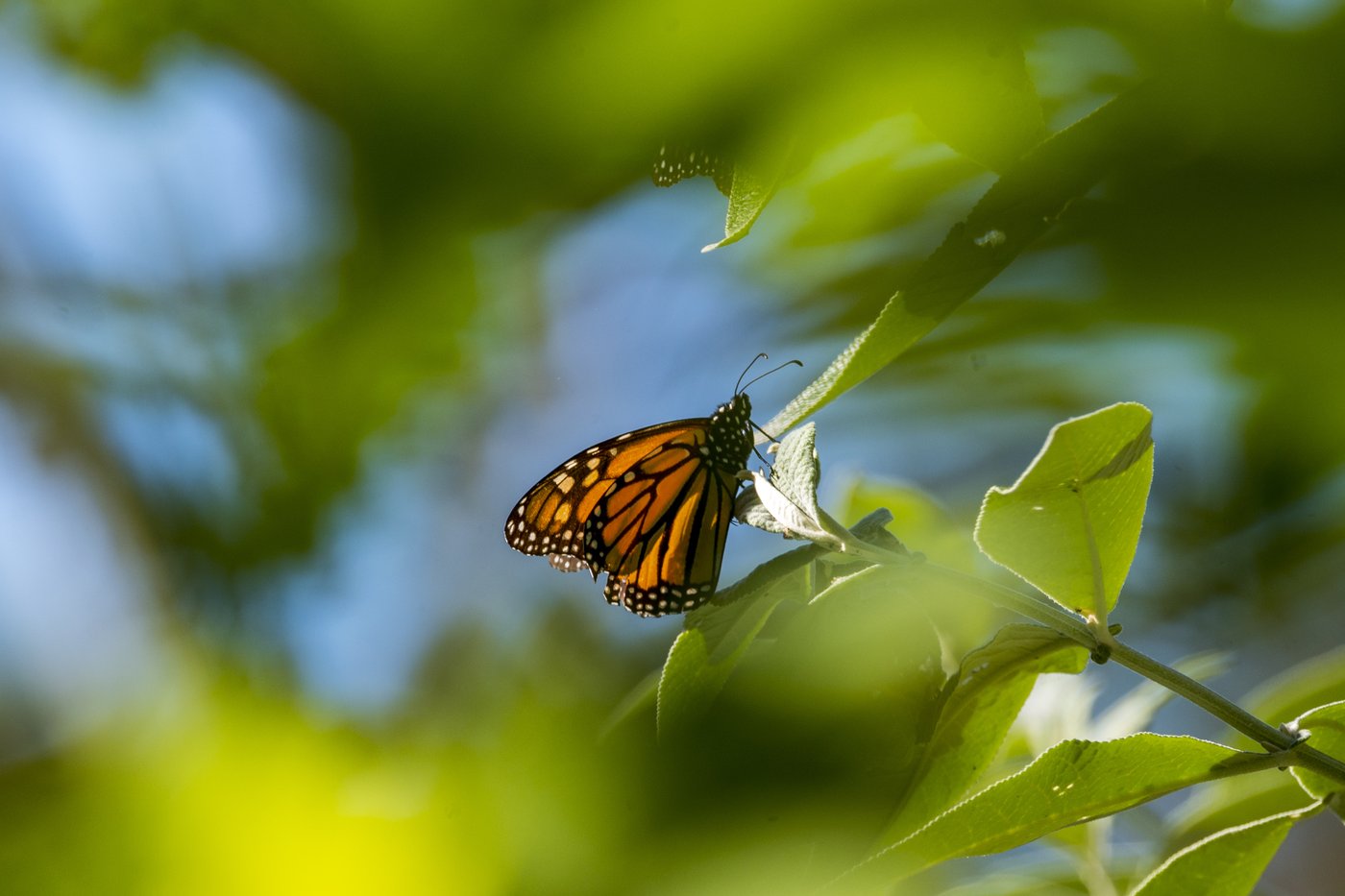 Monarch butterflies to be listed as a threatened species in US | iNFOnews.ca Monarch butterflies to be listed as a threatened species in US | iNFOnews.ca