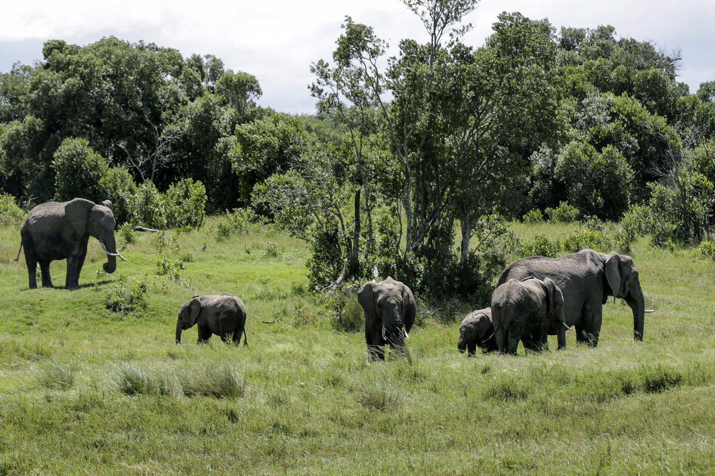 Elephant kills 2 female tourists from the UK and New Zealand in Zambian national park | iNFOnews.ca Elephant kills 2 female tourists from the UK and New Zealand in Zambian national park | iNFOnews.ca