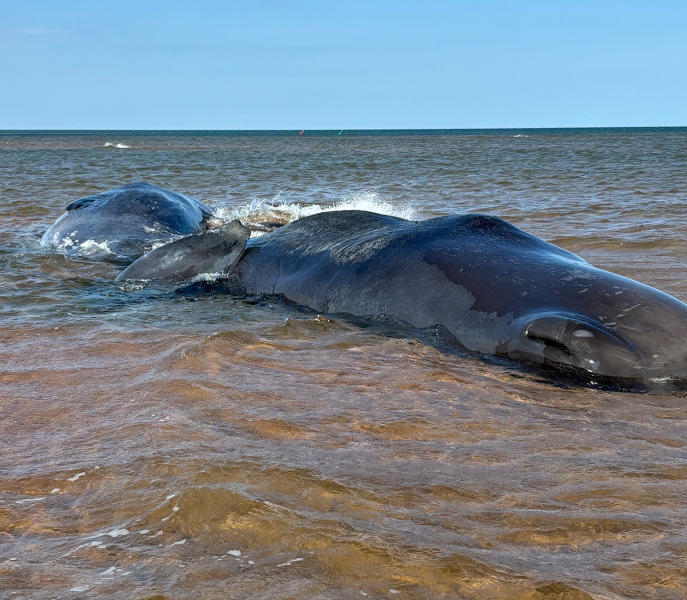 One of three beached sperm whales in P.E.I. dead; condition of another unknown | iNFOnews.ca