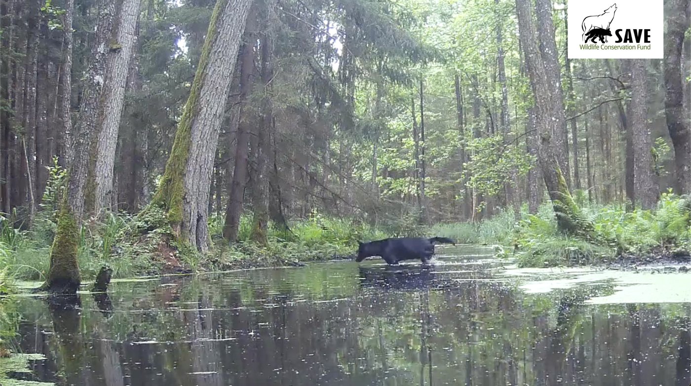 Pair of rare black wolves caught on camera in Polish forest by wildlife researchers | iNFOnews.ca