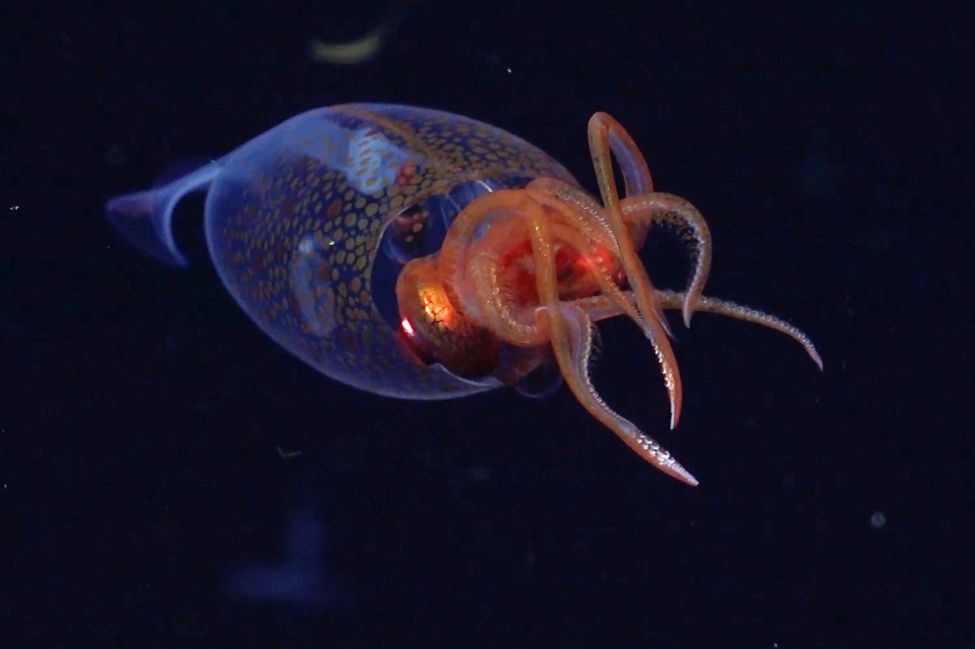A colossal squid is caught on camera for the first time in the deep sea | iNFOnews.ca