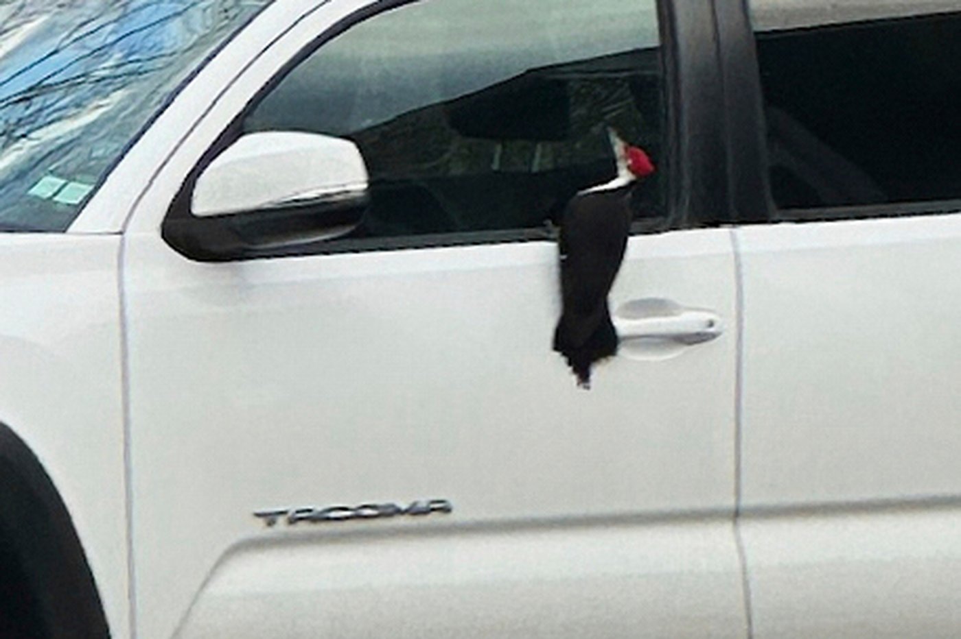 A woodpecker has invaded a Massachusetts neighborhood. Residents are taking it in stride | iNFOnews.ca