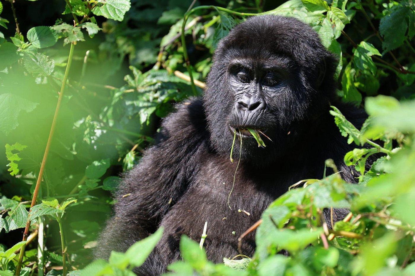 What to know about endangered gorillas and tourist tours tracking them | iNFOnews.ca What to know about endangered gorillas and tourist tours tracking them | iNFOnews.ca