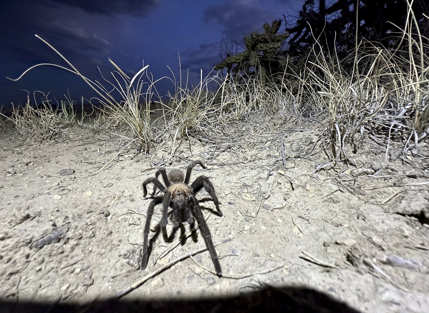 Spider lovers scurry to Colorado town in search of mating tarantulas and community | iNFOnews.ca