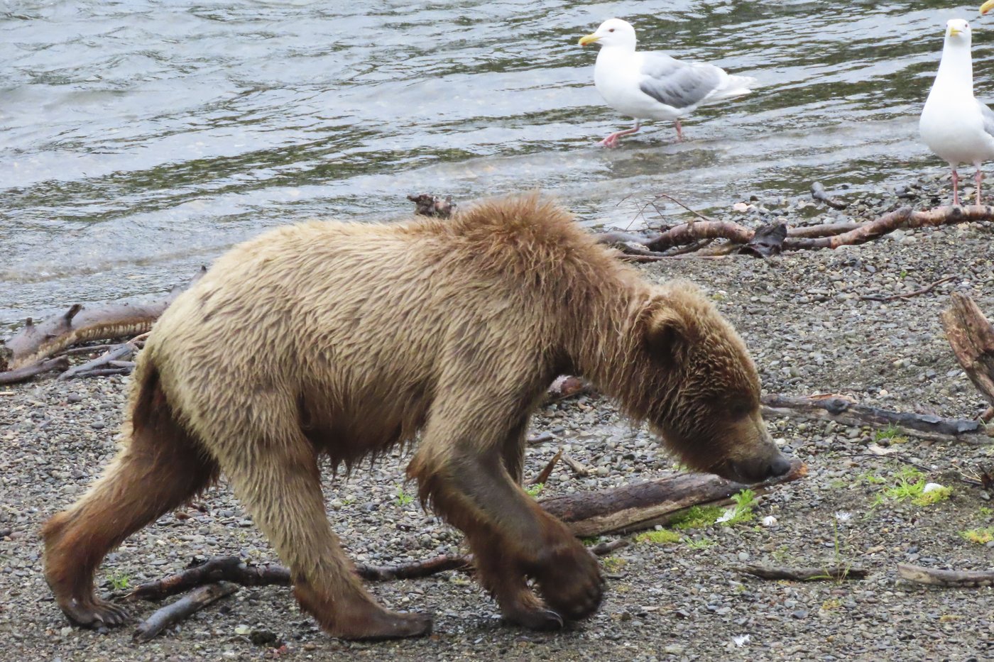 The chunkiest of chunks face off in Alaska's Fat Bear Week | iNFOnews.ca