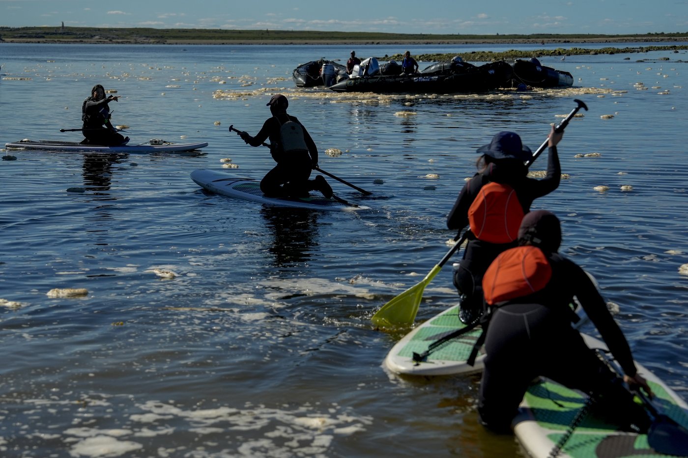 Offering a dose of healing, curious beluga whales frolic in a warming Hudson Bay | iNFOnews.ca