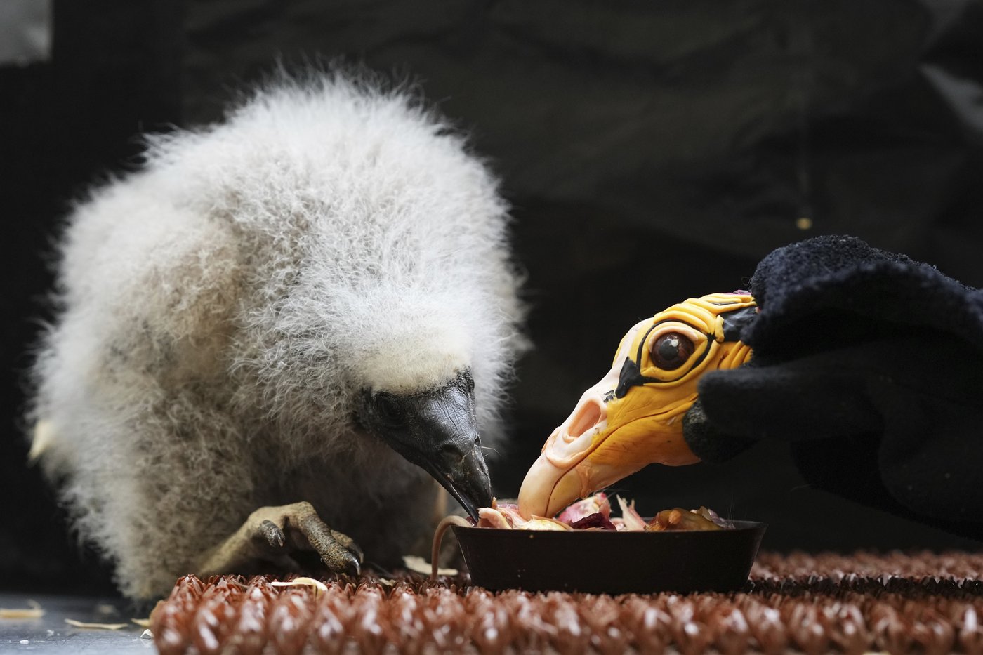 Zookeepers in Prague turn into puppeteers to save baby vultures | iNFOnews.ca Zookeepers in Prague turn into puppeteers to save baby vultures | iNFOnews.ca