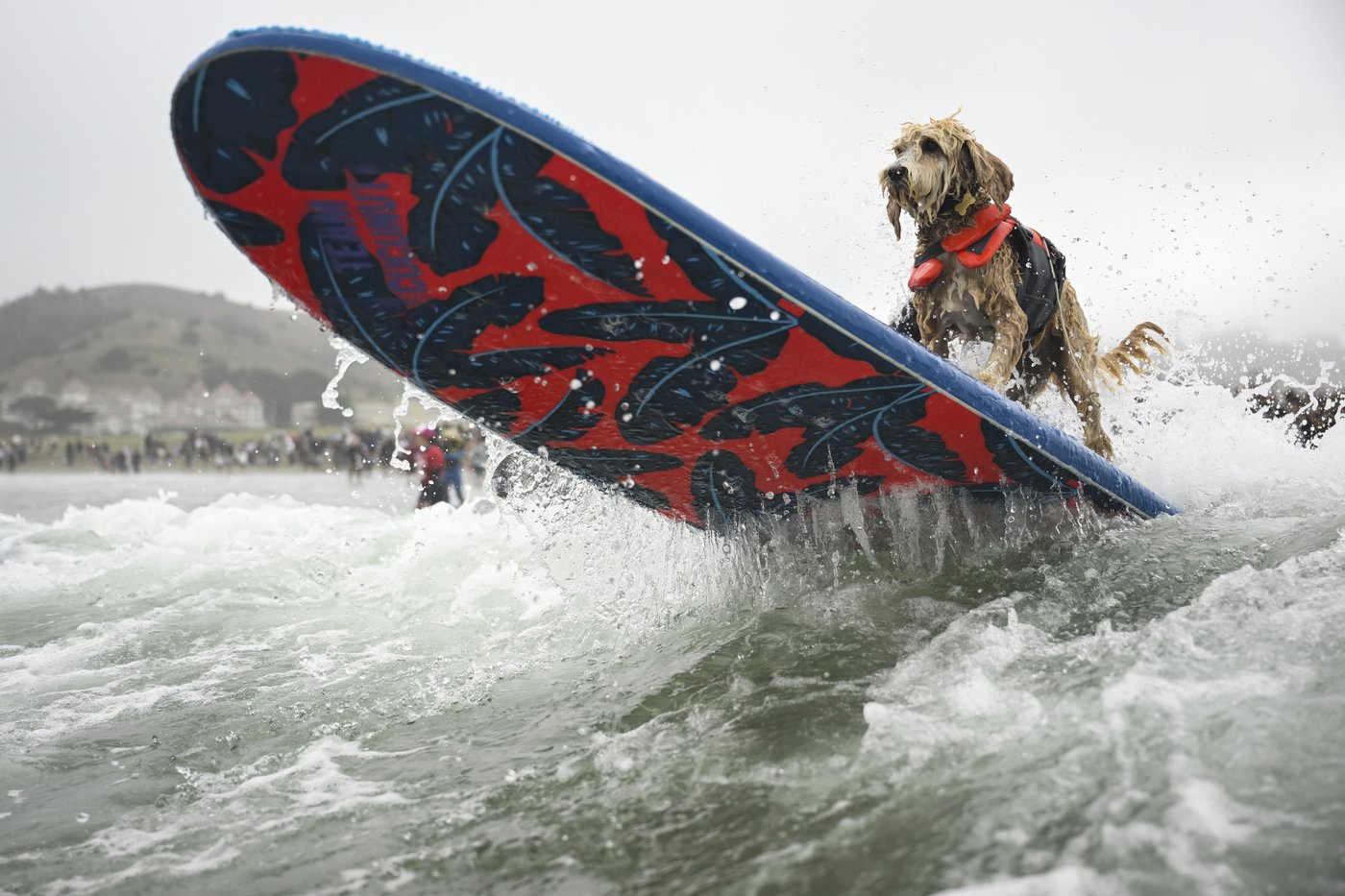 Who's the top dog? Wave-riding canines compete in the World Dog Surfing Championships | iNFOnews.ca