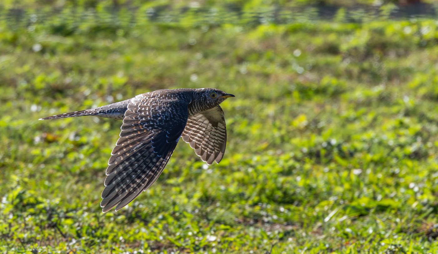 Birders going ‘cuckoo’ after unexpected sighting in New York City area | iNFOnews.ca Birders going ‘cuckoo’ after unexpected sighting in New York City area | iNFOnews.ca