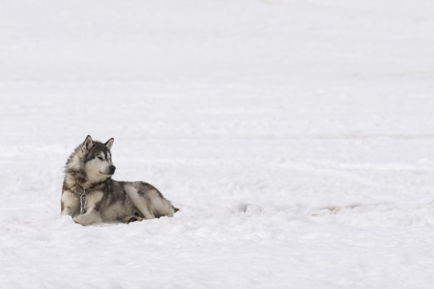 Ottawa delivers apology, $45M in compensation for Nunavik Inuit dog slaughter | iNFOnews.ca