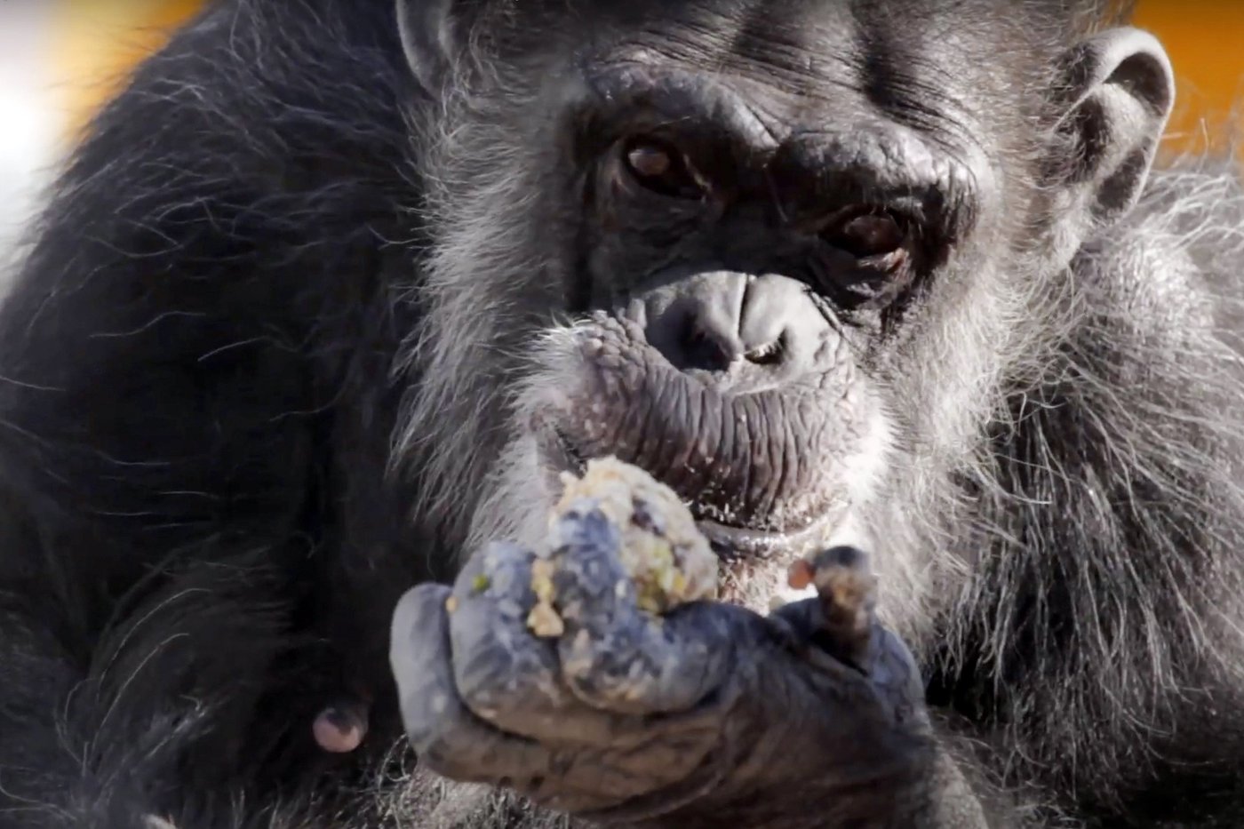 Retired research chimps to be moved from New Mexico to a Louisiana sanctuary | iNFOnews.ca Retired research chimps to be moved from New Mexico to a Louisiana sanctuary | iNFOnews.ca