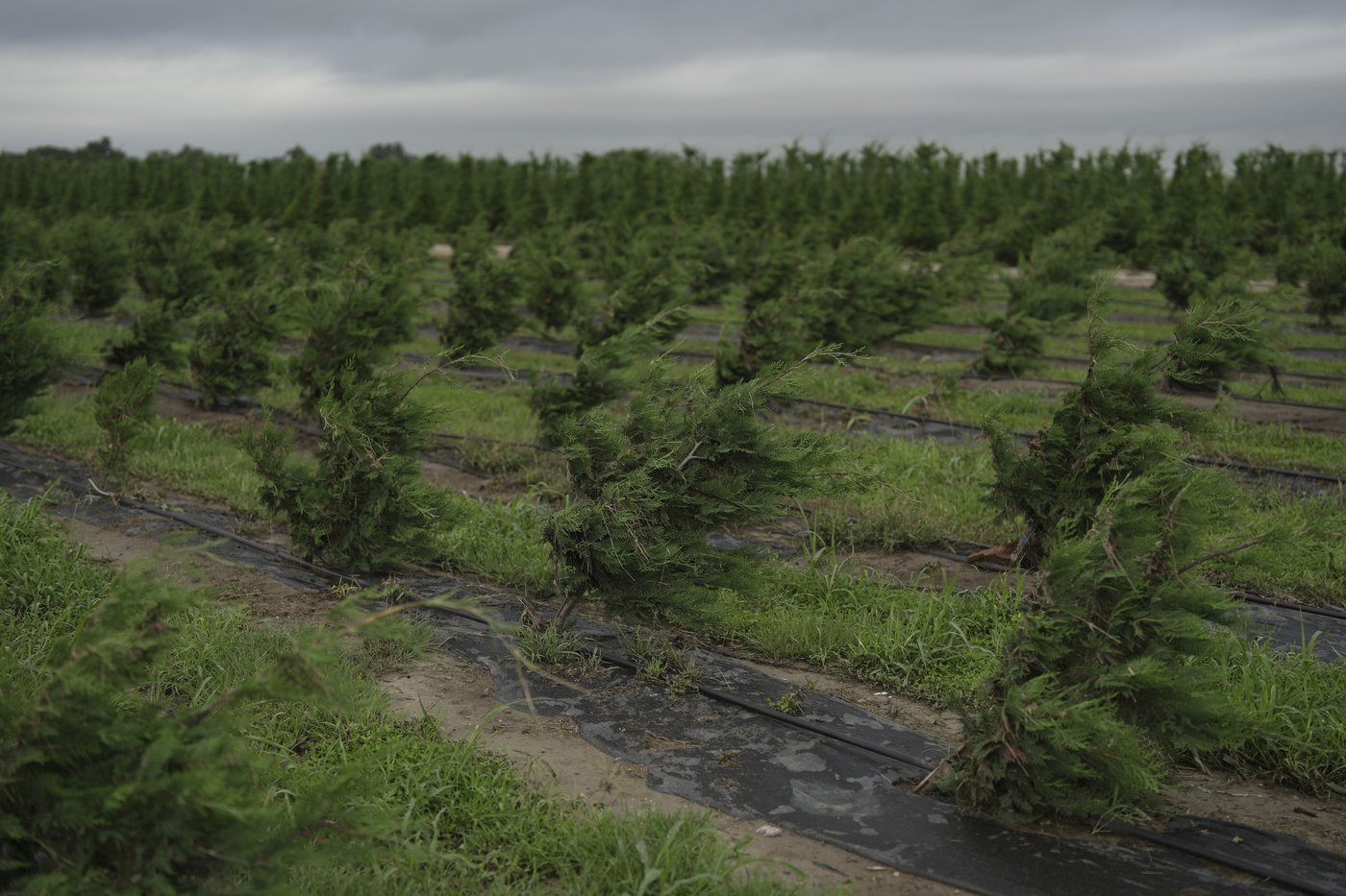 Texas floodwaters damaged crops and endangered livestock. Now farmers and ranchers are cleaning up | iNFOnews.ca Texas floodwaters damaged crops and endangered livestock. Now farmers and ranchers are cleaning up | iNFOnews.ca