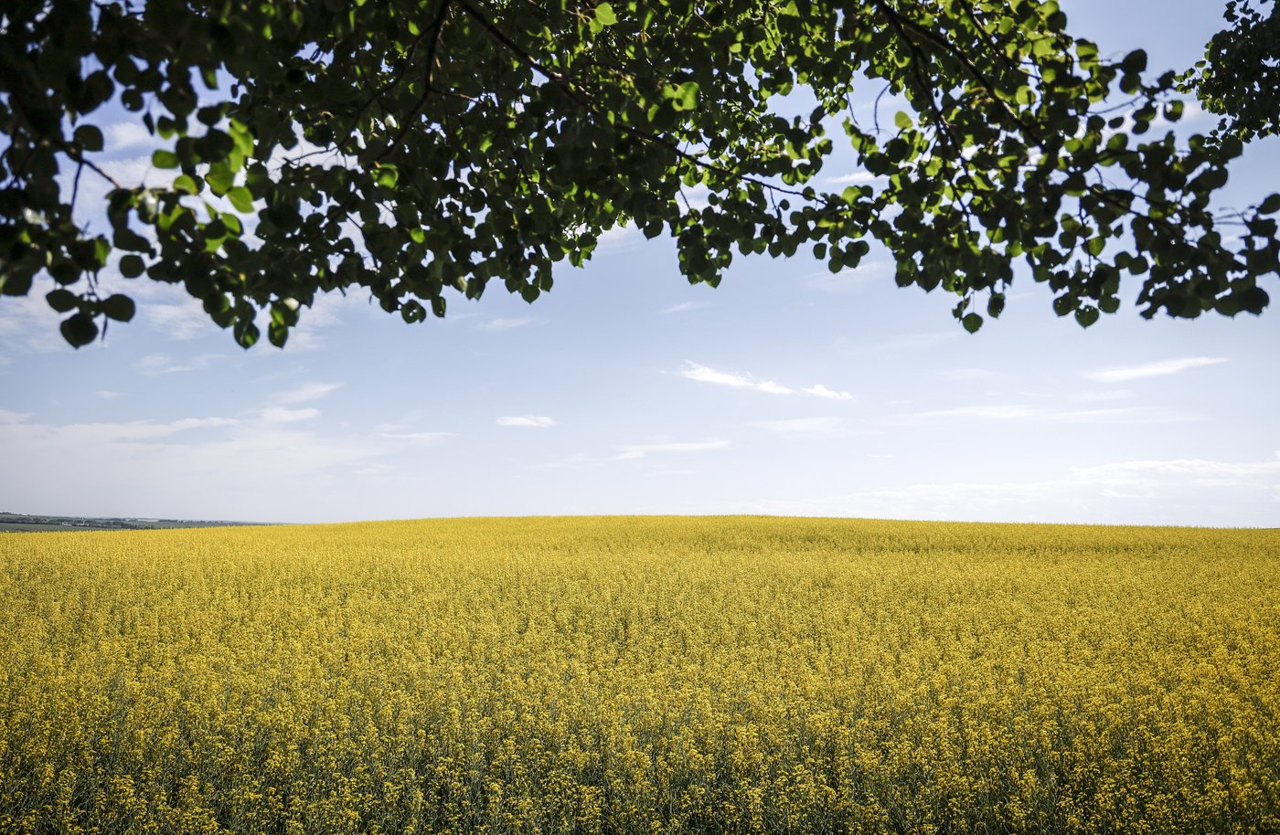 Prairie canola producers brace for 'devastating' 100 per cent tariffs from China | iNFOnews.ca