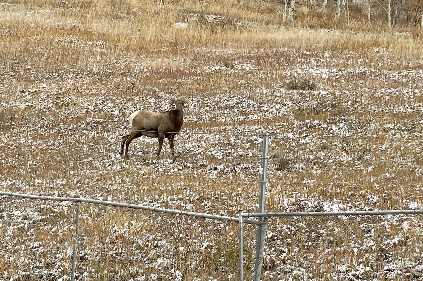 Bighorn sheep habitat to remain untouched as Vail agrees to new spot for workforce housing | iNFOnews.ca Bighorn sheep habitat to remain untouched as Vail agrees to new spot for workforce housing | iNFOnews.ca