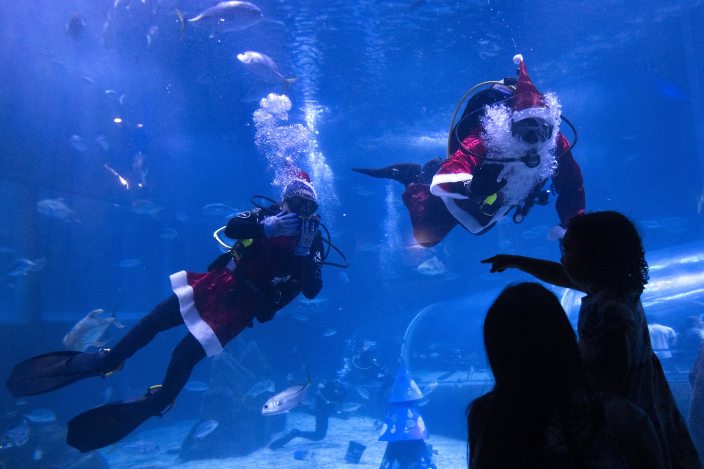 Santa Claus joins sharks for a holiday swim at a Rio de Janeiro aquarium | iNFOnews.ca Santa Claus joins sharks for a holiday swim at a Rio de Janeiro aquarium | iNFOnews.ca