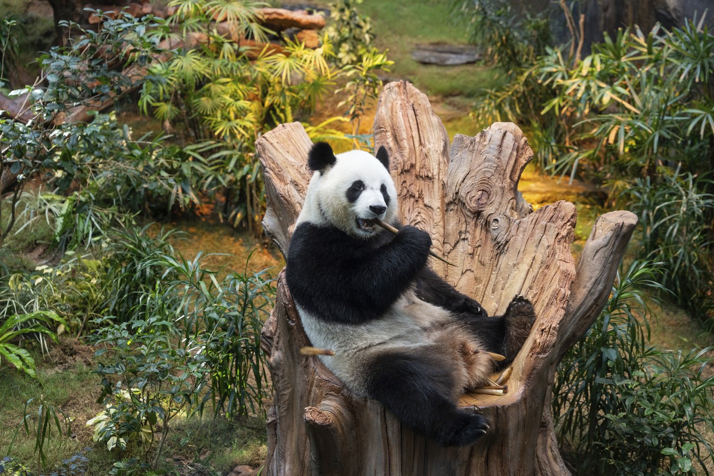 Hong Kong launches panda sculpture tour as the city hopes the bear craze boosts tourism | iNFOnews.ca