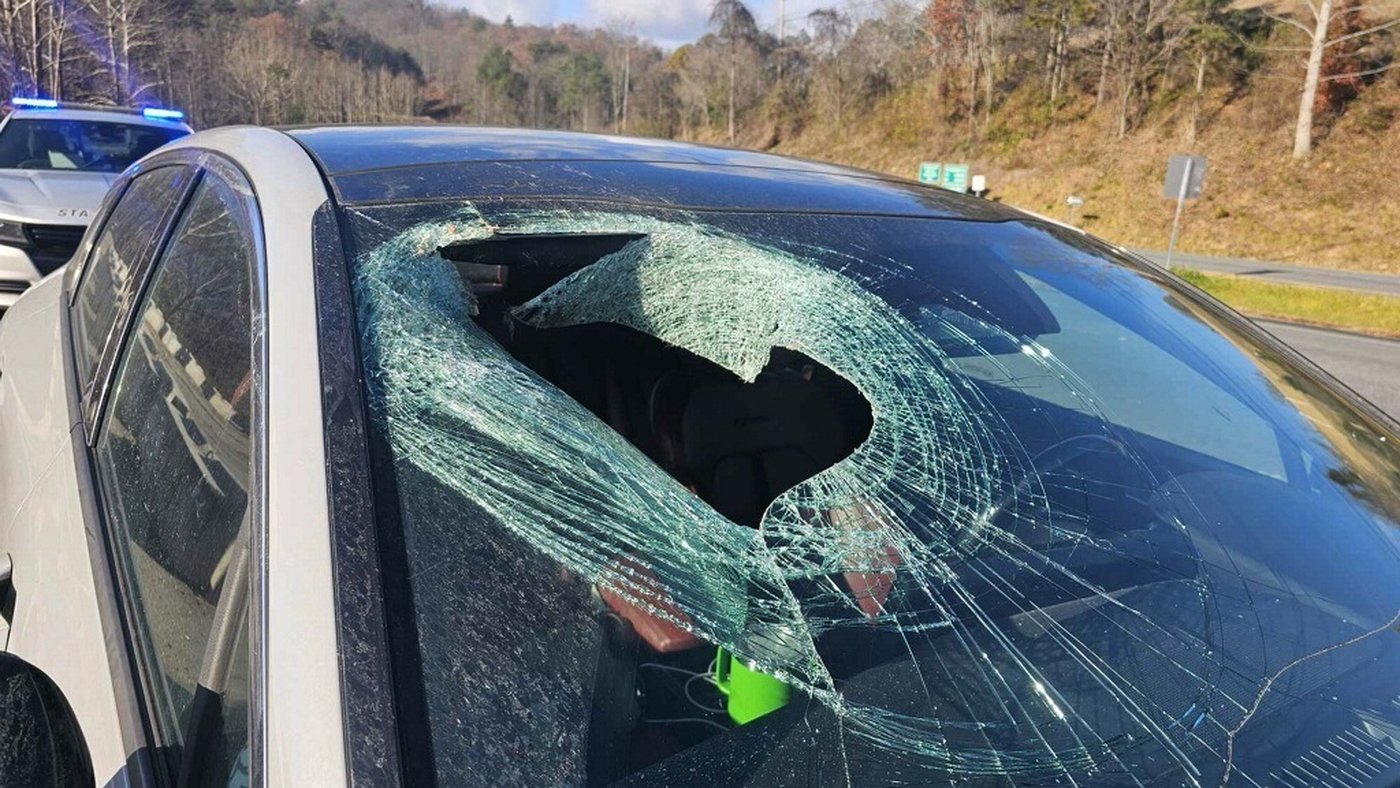 Motorist in North Carolina tells 911: 'I just had a bald eagle drop a cat through my windshield' | iNFOnews.ca Motorist in North Carolina tells 911: 'I just had a bald eagle drop a cat through my windshield' | iNFOnews.ca