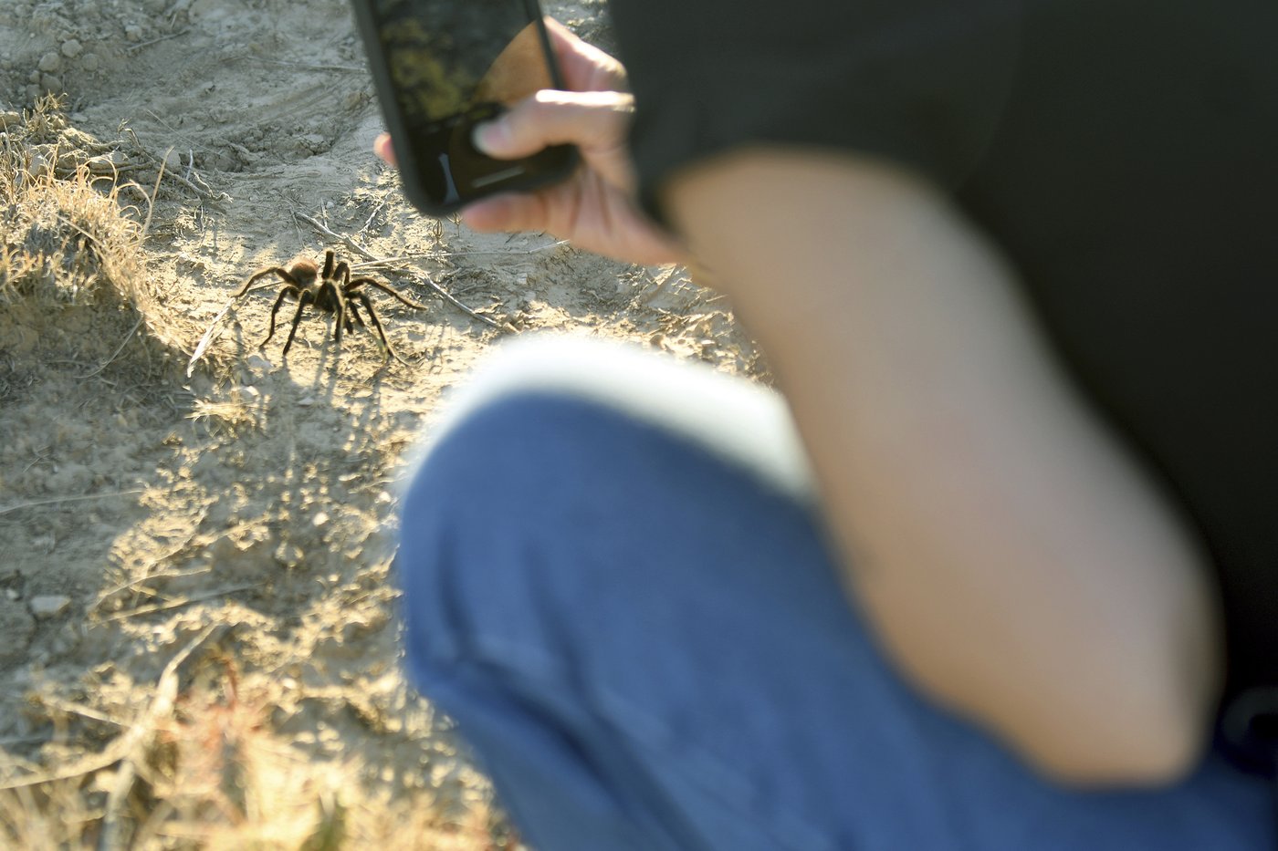 Spider lovers scurry to Colorado town in search of mating tarantulas and community | iNFOnews.ca