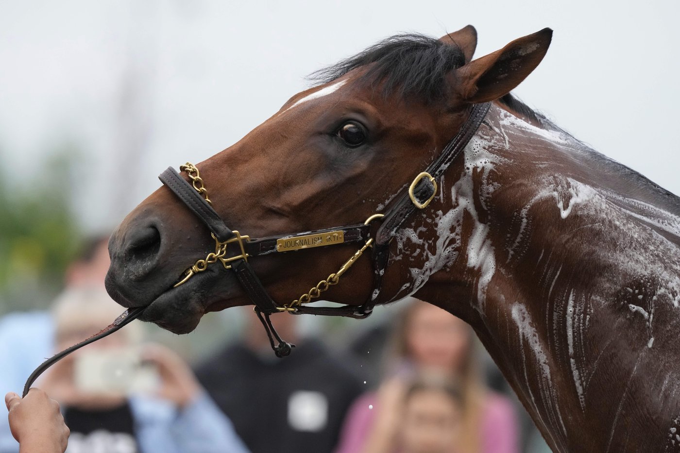 Journalism opens as the 8-5 morning line favorite for the 150th Preakness Stakes | iNFOnews.ca