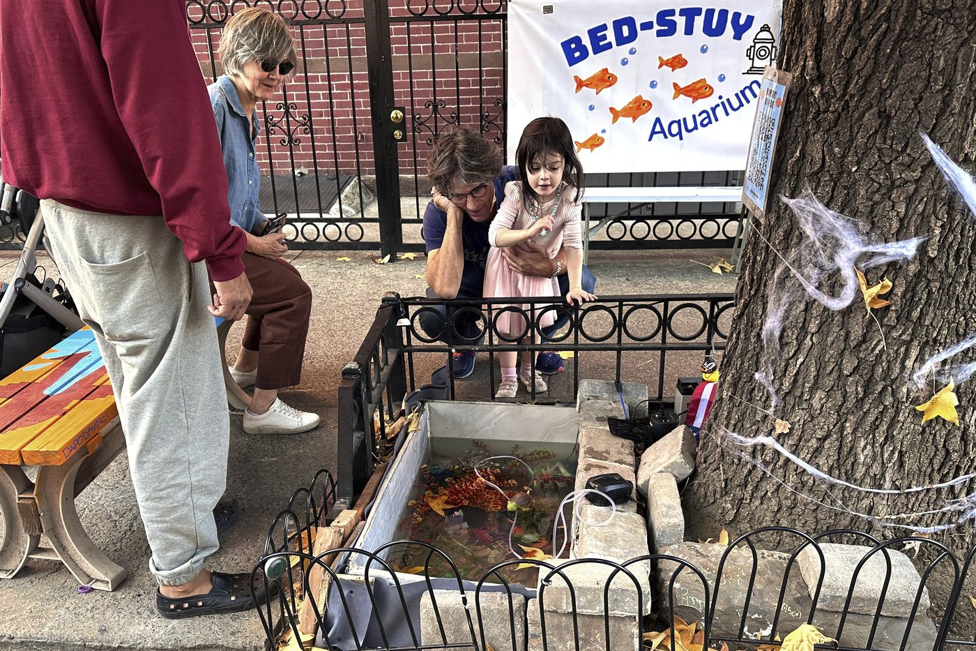 A makeshift goldfish pond beneath a leaky Brooklyn fire hydrant is reborn in a tree bed | iNFOnews.ca A makeshift goldfish pond beneath a leaky Brooklyn fire hydrant is reborn in a tree bed | iNFOnews.ca