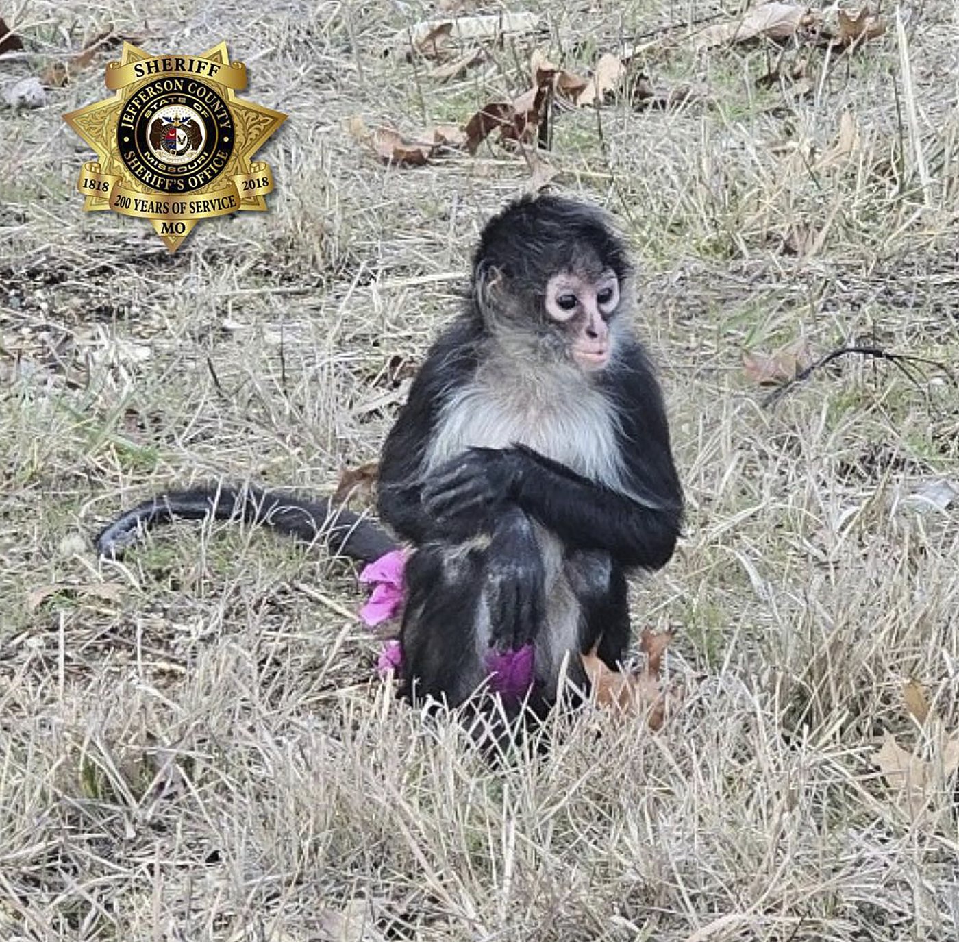 Monkey in a tutu escapes from a home. Missouri sheriff's office says the capture was 'bananas' | iNFOnews.ca