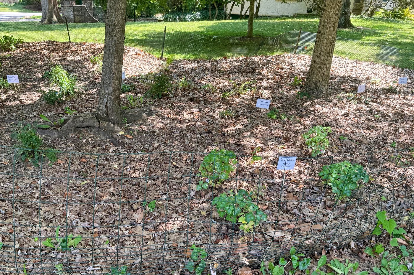 Give caterpillars a 'soft landing' under your trees. The ecosystem will thank you | iNFOnews.ca Give caterpillars a 'soft landing' under your trees. The ecosystem will thank you | iNFOnews.ca
