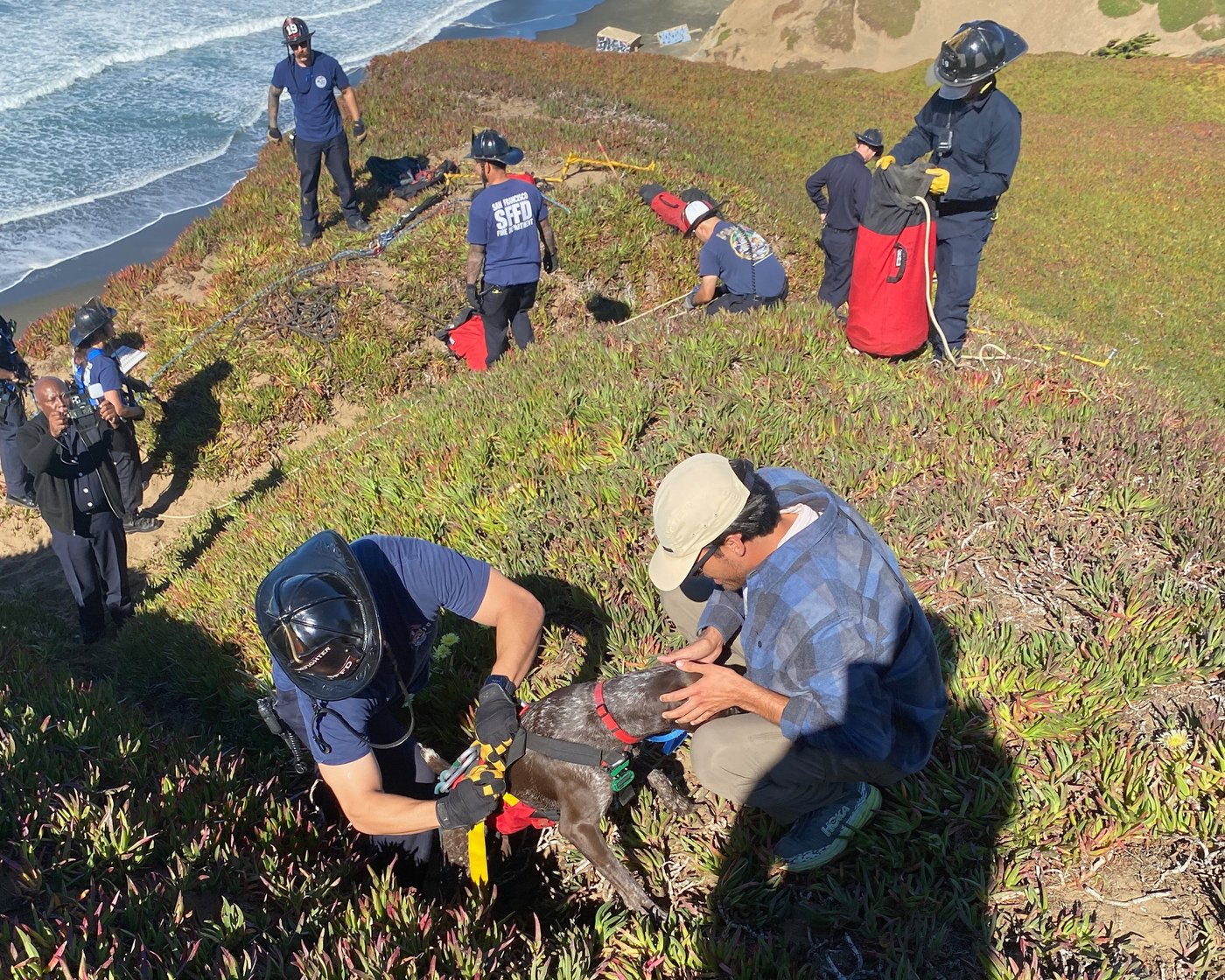 A San Francisco dog wags its tail and kisses rescuers after it's plucked from the side of a cliff | iNFOnews.ca