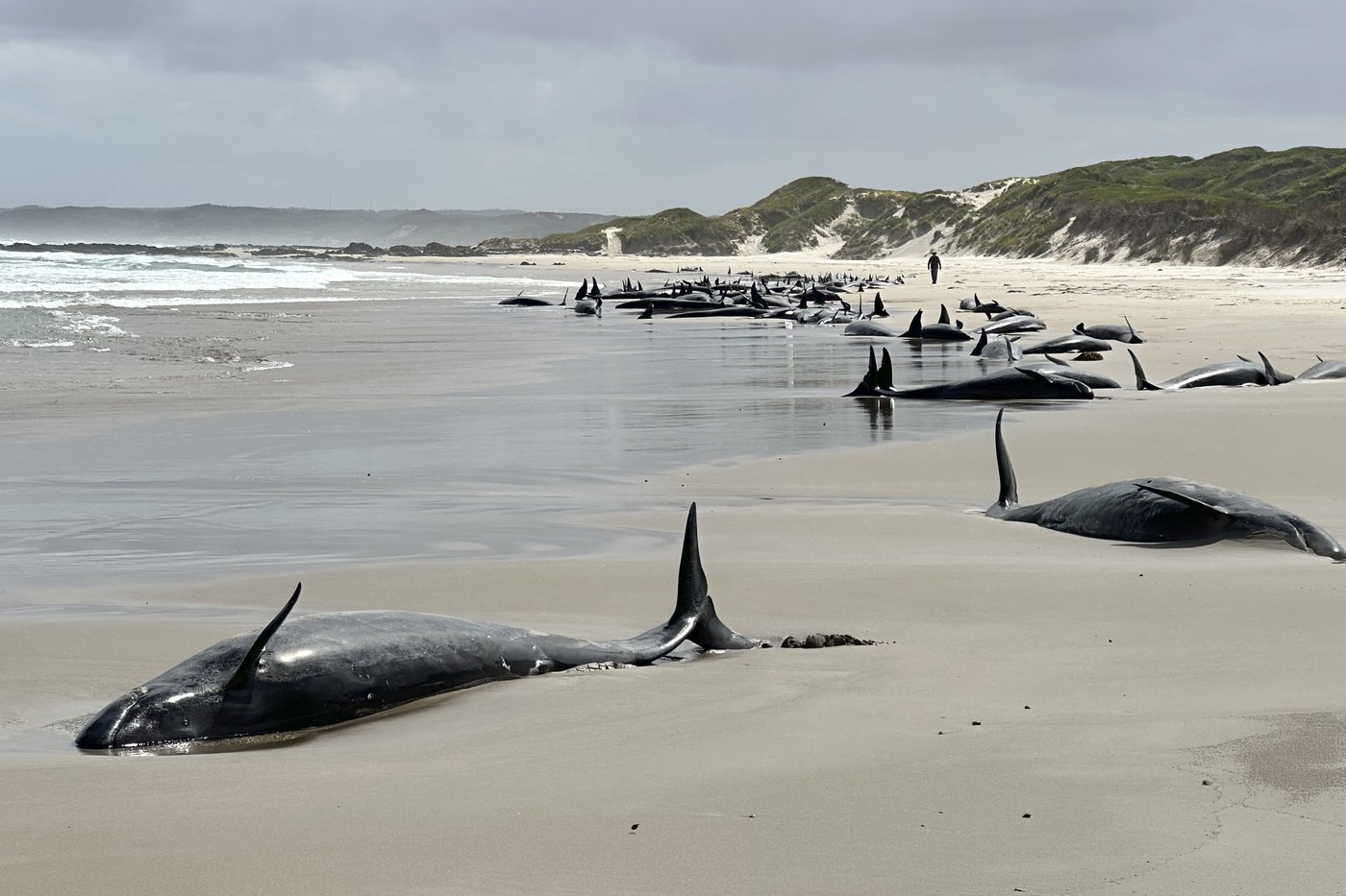 Experts give up hope for 157 false killer whales stranded on a beach in Australia's Tasmania state | iNFOnews.ca Experts give up hope for 157 false killer whales stranded on a beach in Australia's Tasmania state | iNFOnews.ca