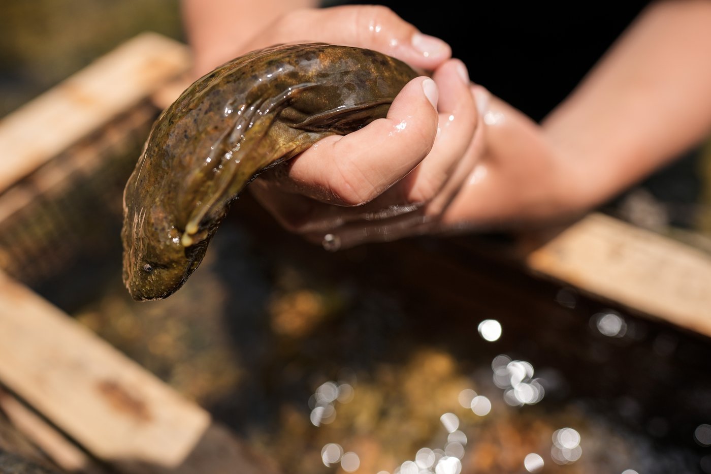 Feds propose protection for giant salamanders devastated by Hurricane Helene | iNFOnews.ca Feds propose protection for giant salamanders devastated by Hurricane Helene | iNFOnews.ca