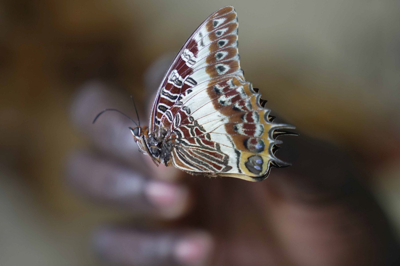 A butterfly collector in Africa with more than 4.2 million seeks to share them for the future | iNFOnews.ca A butterfly collector in Africa with more than 4.2 million seeks to share them for the future | iNFOnews.ca