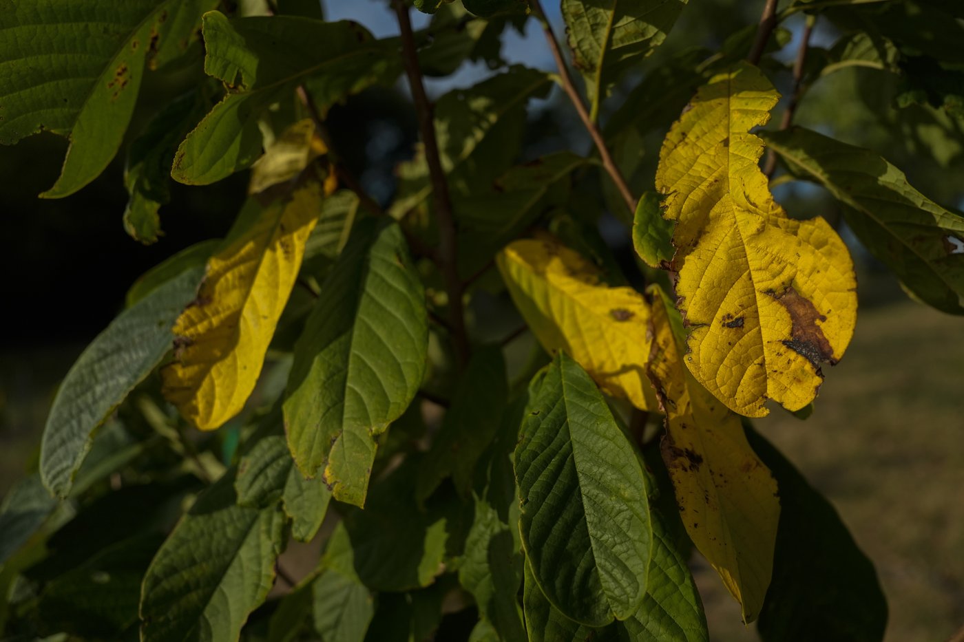 In Ohio, drought and shifting weather patterns affect North America's largest native fruit | iNFOnews.ca