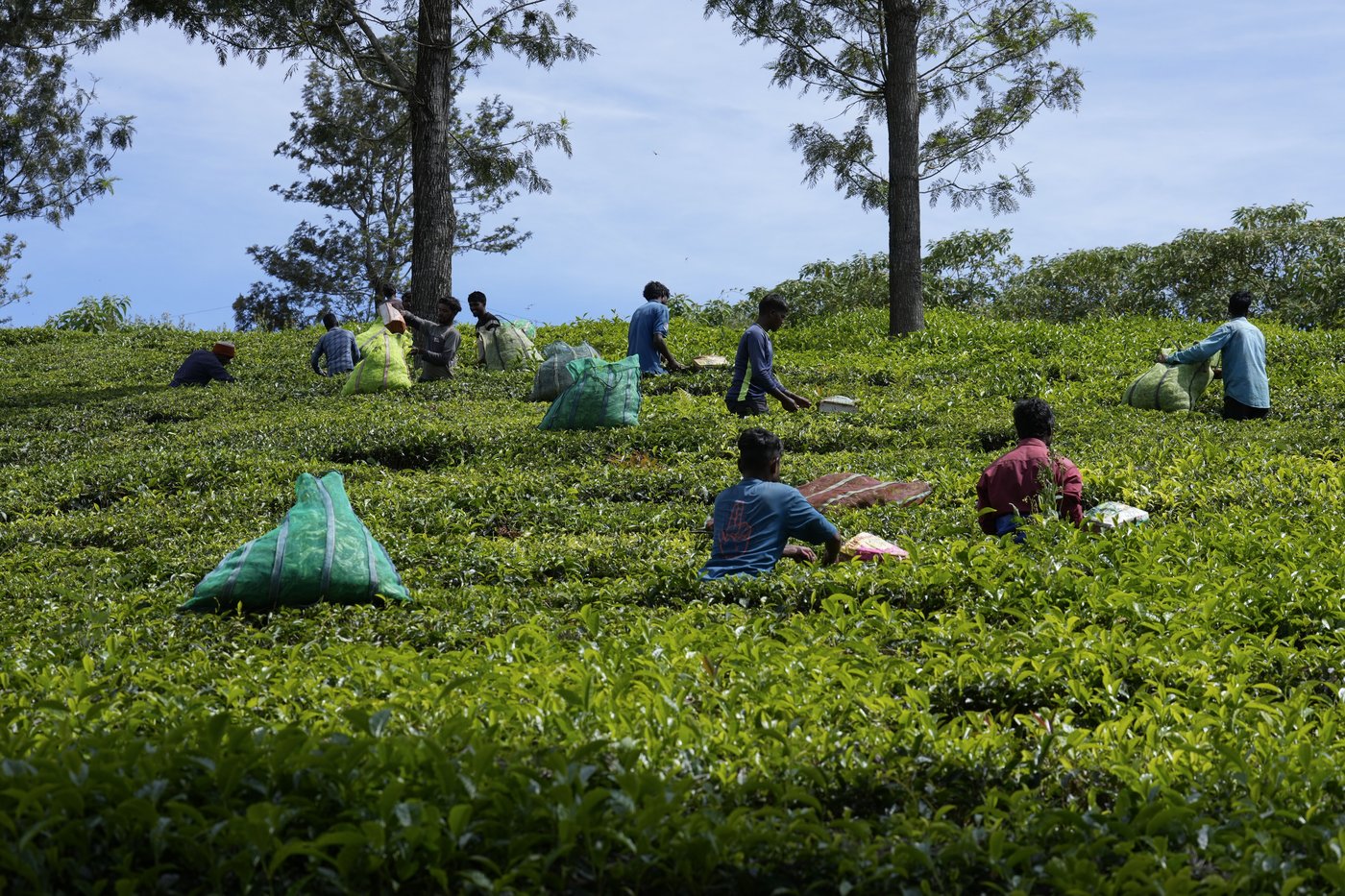 In southern India's tea country, small but mighty efforts are brewing to bring back native forests | iNFOnews.ca