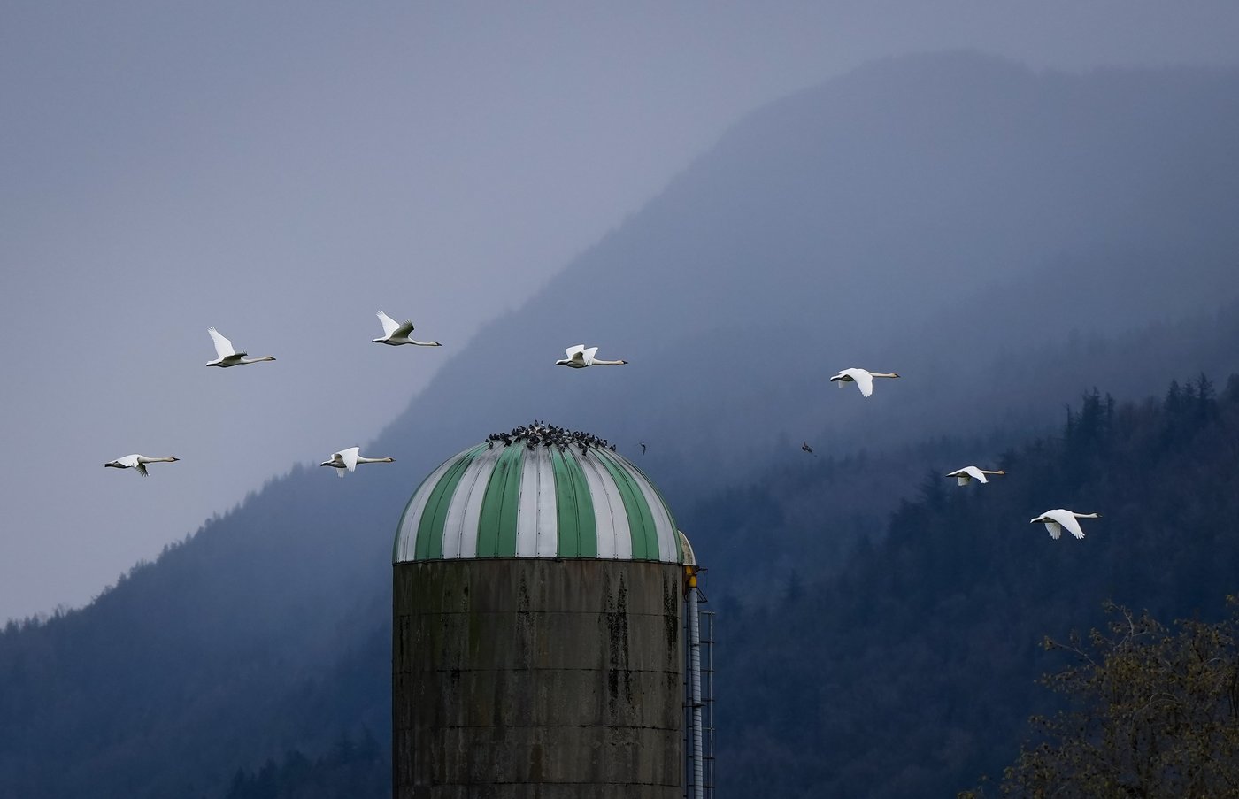 Animal sanctuary staff in Summerland, B.C., 'devastated' by avian flu case | iNFOnews.ca