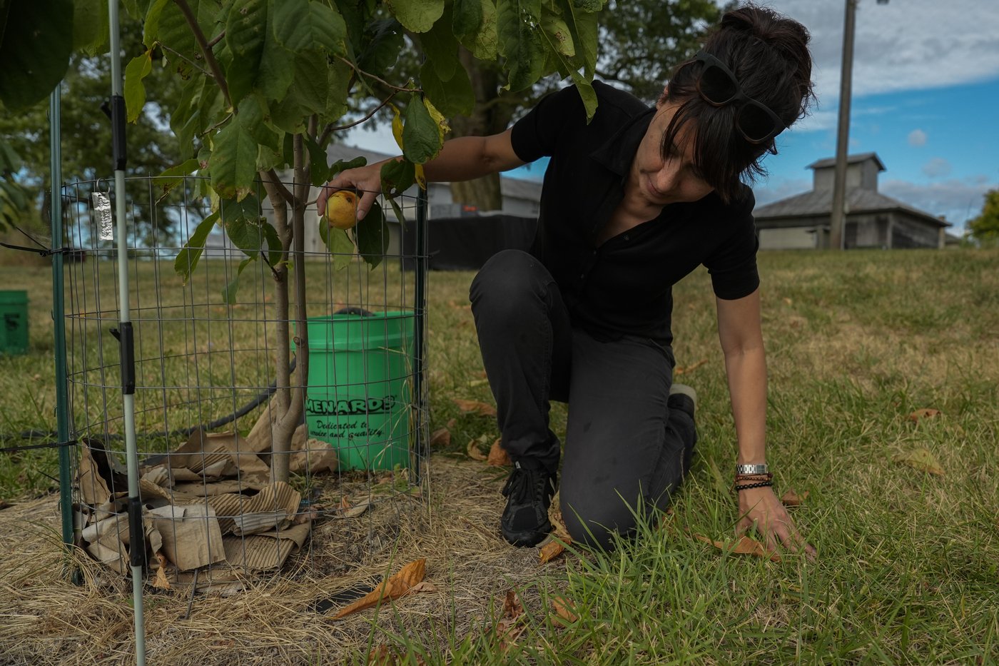 In Ohio, drought and shifting weather patterns affect North America's largest native fruit | iNFOnews.ca