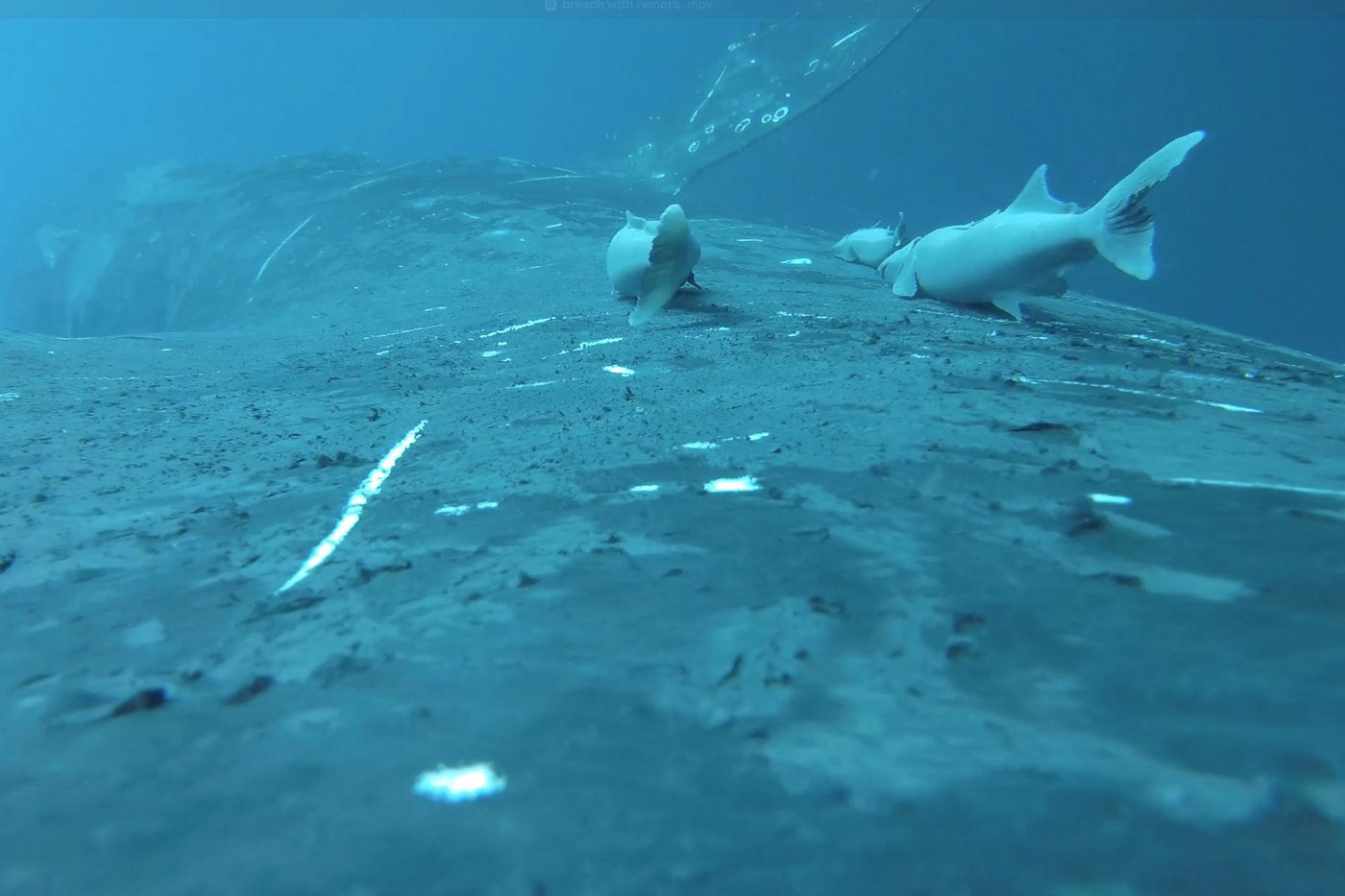 Rare footage shows sucker fish as they whale-surf in the ocean's wildest joyride | iNFOnews.ca Rare footage shows sucker fish as they whale-surf in the ocean's wildest joyride | iNFOnews.ca