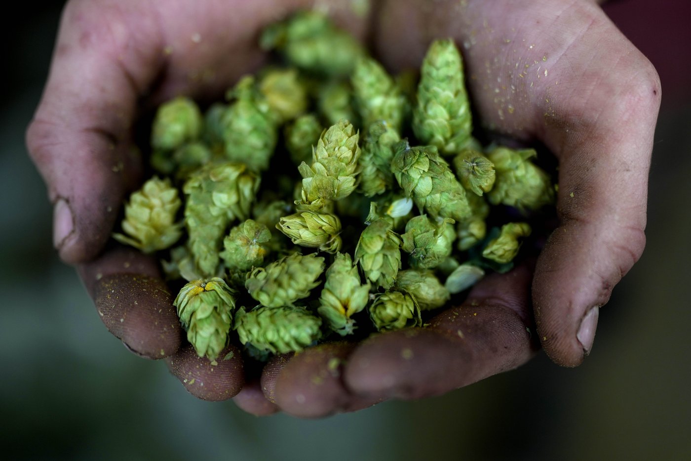 Brewing a cold beer on a warming planet is hard. Germany uses education to fight climate change | iNFOnews.ca Brewing a cold beer on a warming planet is hard. Germany uses education to fight climate change | iNFOnews.ca