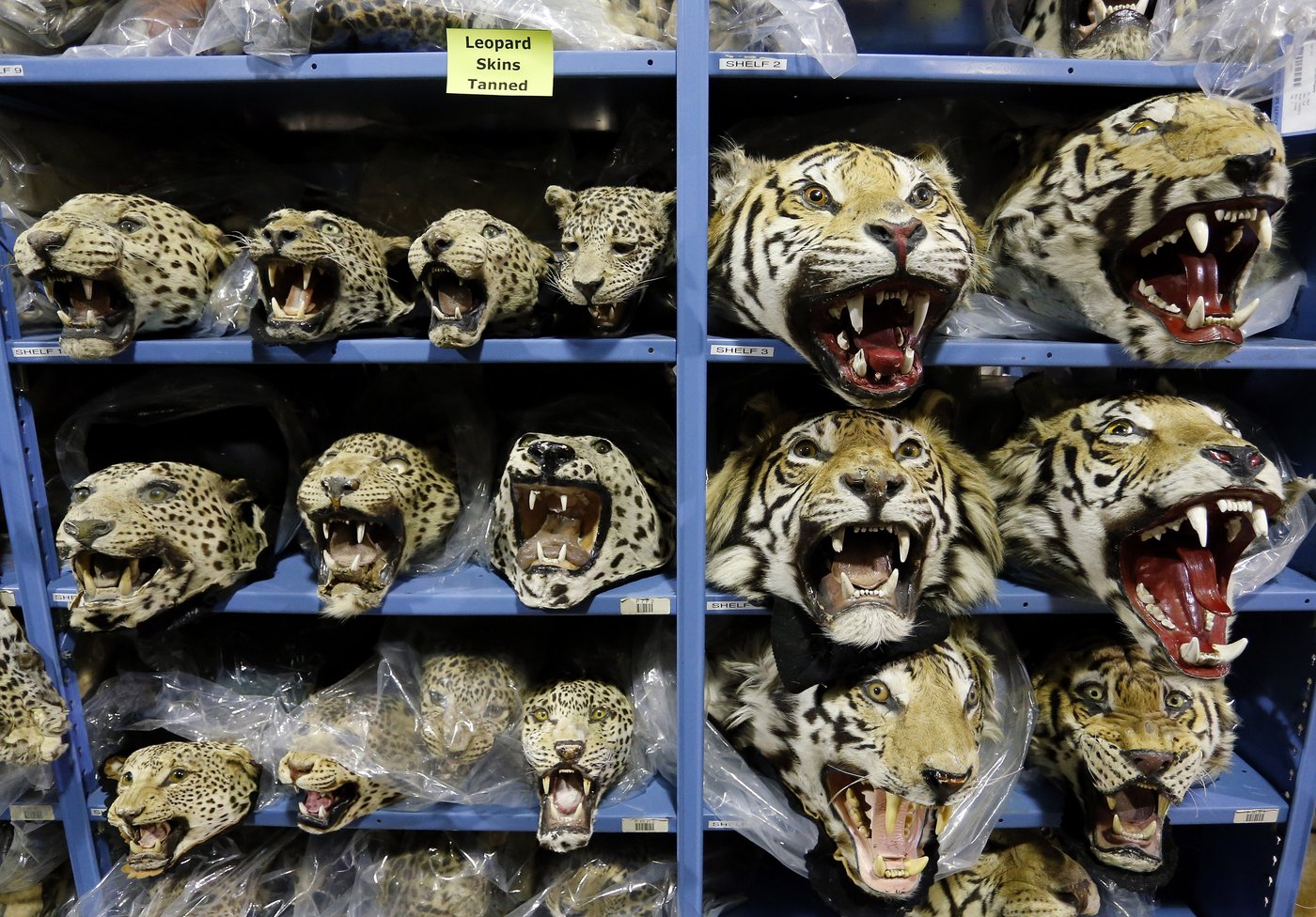 Global tiger trafficking crisis worsens with nine big cats seized monthly | iNFOnews.ca Global tiger trafficking crisis worsens with nine big cats seized monthly | iNFOnews.ca